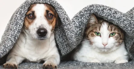 Dog and Cat Pets Under Blanket