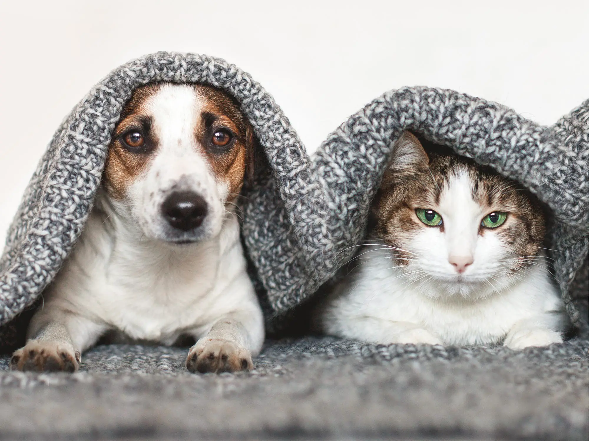 Dog And Cat Pets Under Blanket