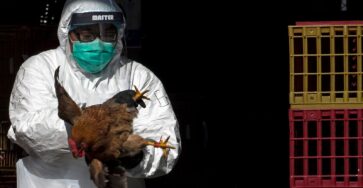 Bird flu infection in Chilean man has 'worrying' mutations | world news