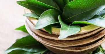Discover the Many Benefits of Eating Curry Leaves