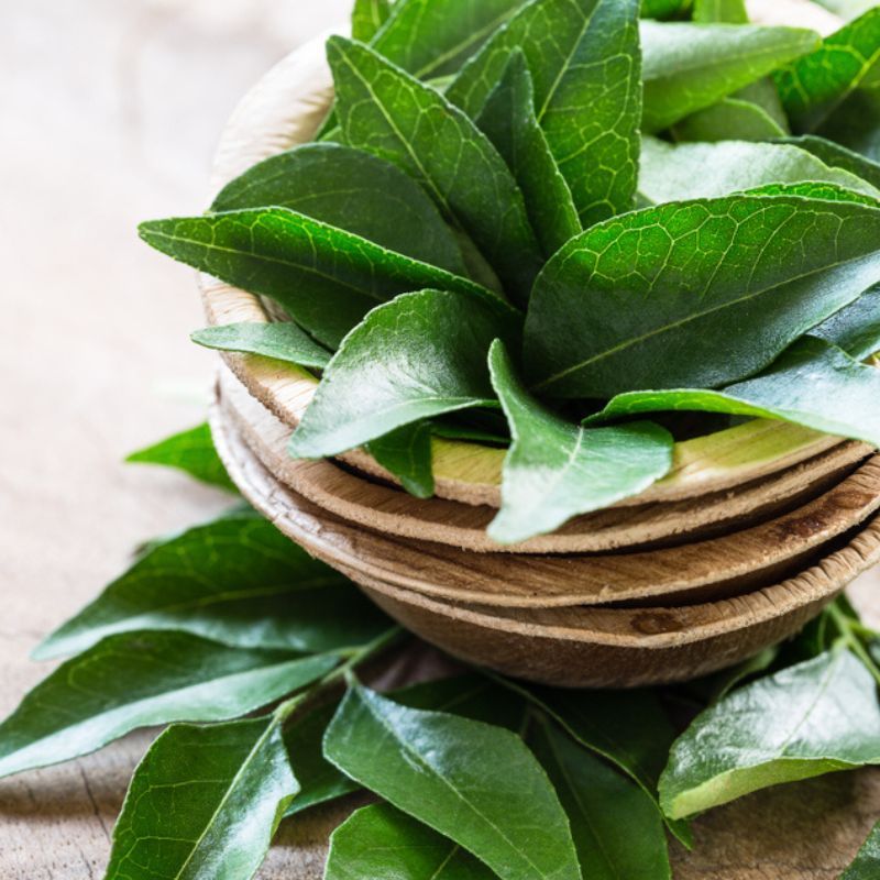 Discover the Many Benefits of Eating Curry Leaves