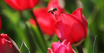 Spring Recipes: Healthy Eating in Spring